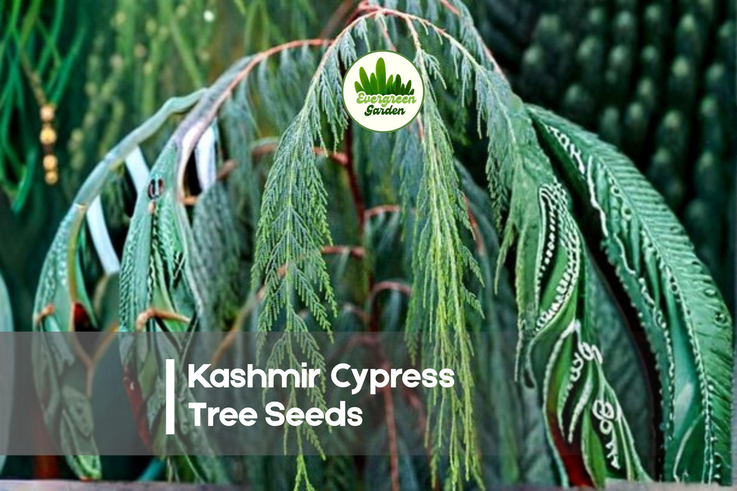 Kashmir Cypress Tree Seeds – 30 Premium Cupressus cashmeriana Evergreen for Landscaping, Bonsai & Garden Decor