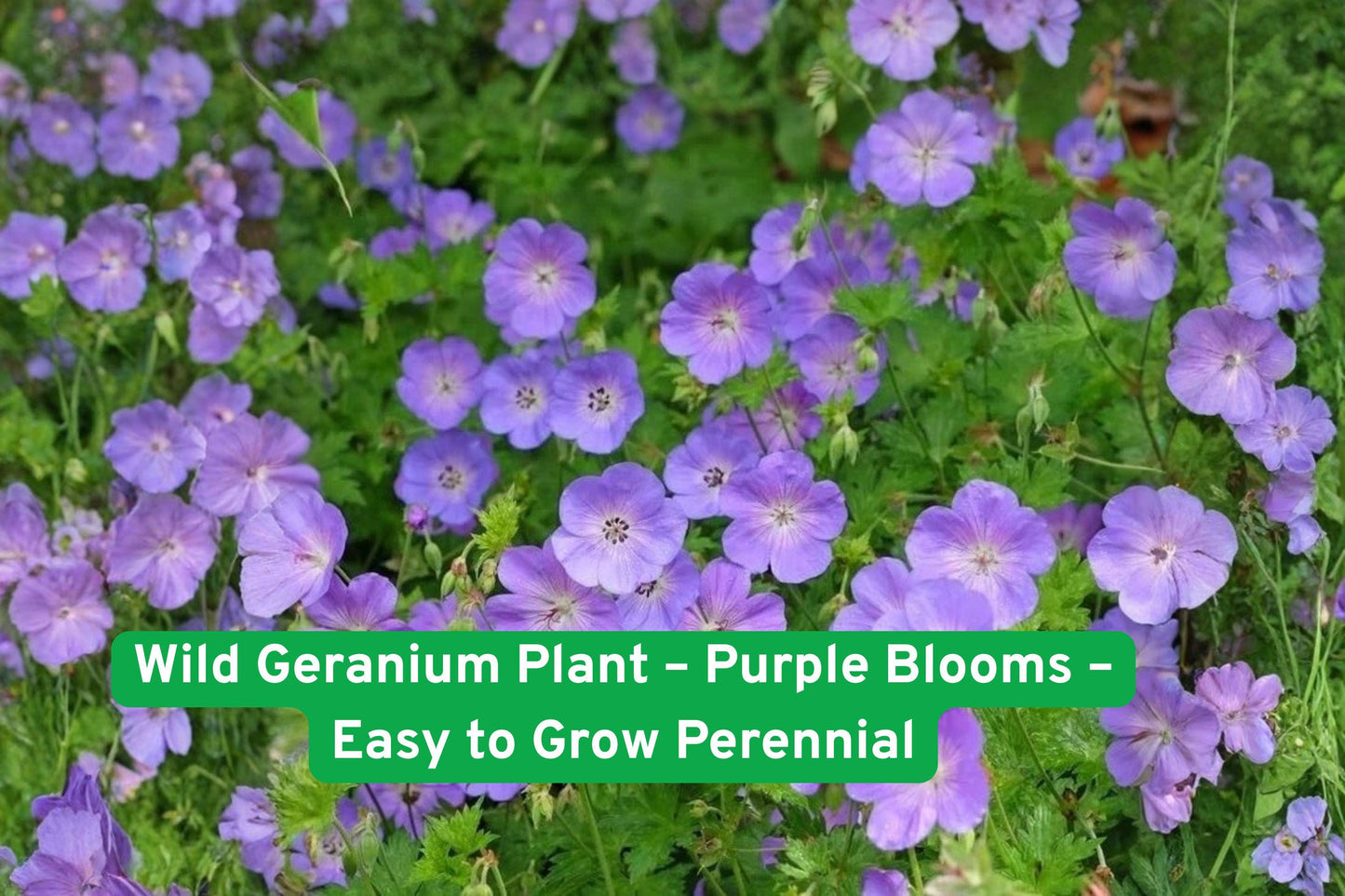 wild geranium plant, purple perennial flowers, woodland garden plant, easy grow perennial, shade tolerant plant, spring blooming flowers, cottage garden plant, pollinator friendly plant, hardy perennial, naturalized landscape, garden border plant, moisture loving plant, durable garden perennial