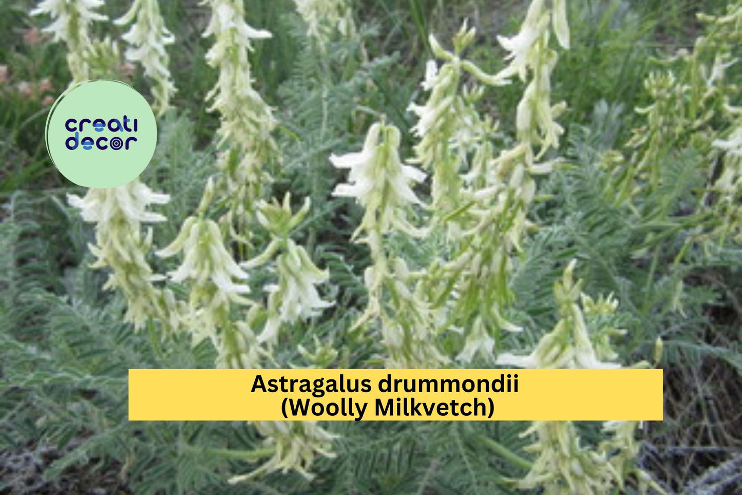 Astragalus drummondii Seeds – Woolly Milkvetch, Native Perennial Legume for Dry Prairies & Slopes, Drought-Tolerant Wildflower, 30 Seeds