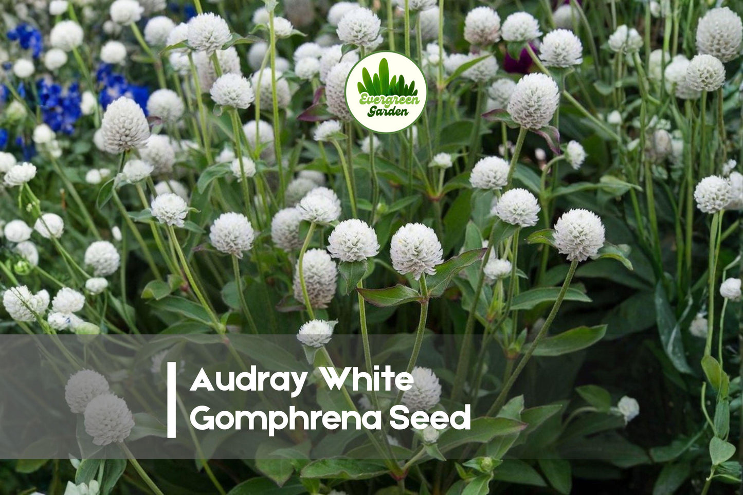 50 Audray White Gomphrena Seeds - Globe Amaranth, White Flowers, Heat-Tolerant Annual, Gomphrena globosa