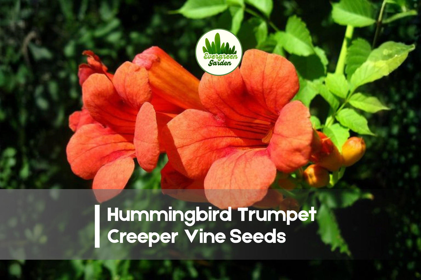 25 Trumpet Creeper Vine Seeds, Campsis radicans, Climbing Flowering Vine for Fences & Trellises