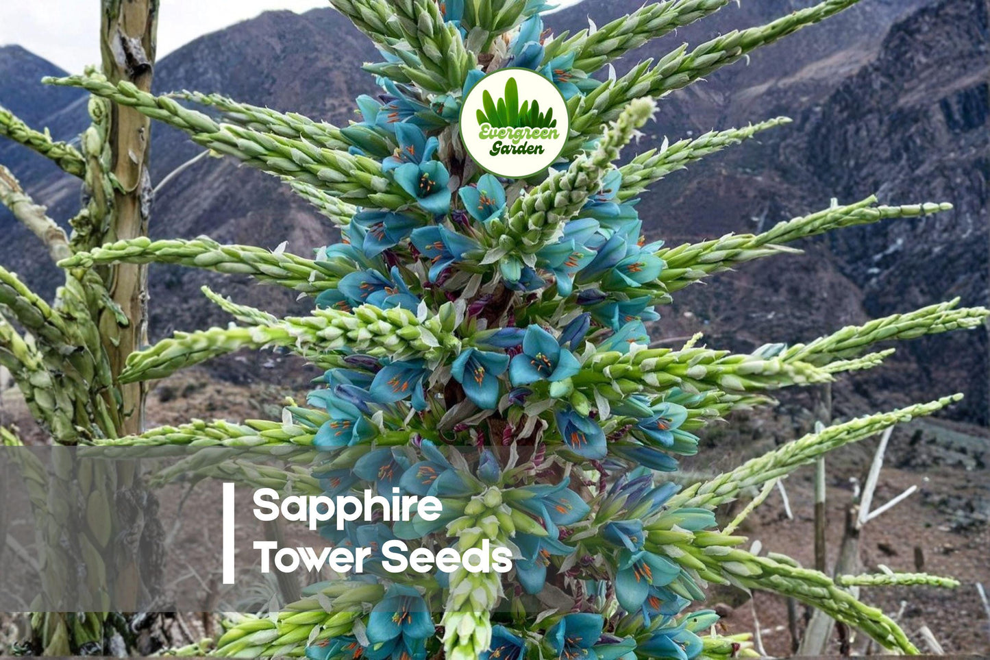 10 Sapphire Tower Puya alpestris Seeds - Rare Ornamental Plant with Turquoise-Blue Flowers, Drought Tolerant, Exotic Perennial