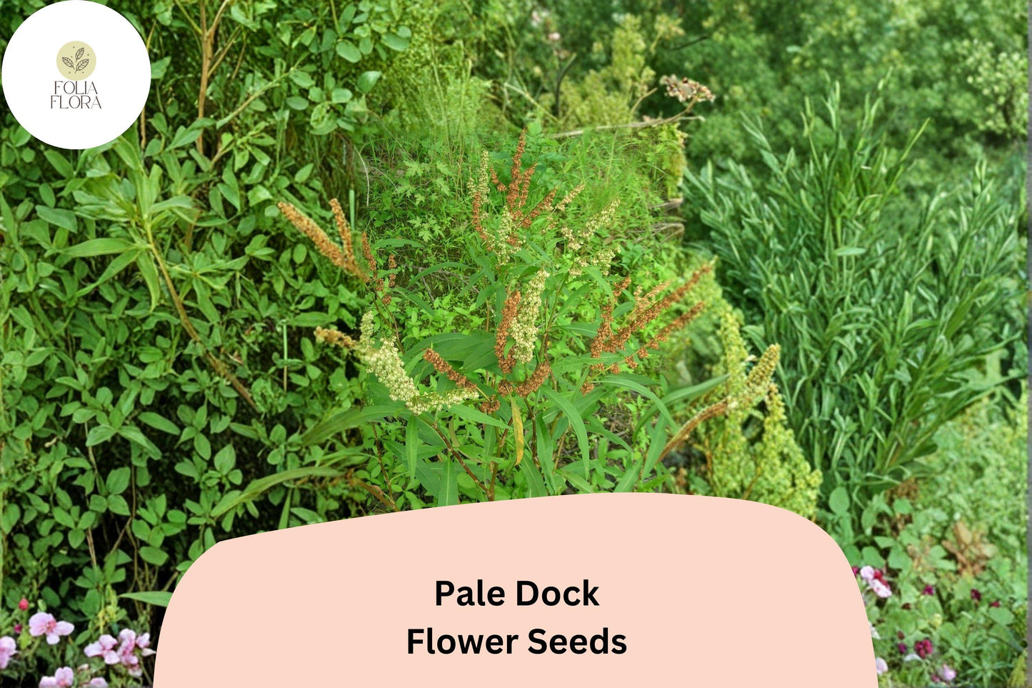 Rumex altissimus Pale Dock Seeds – Native Tall Perennial Wildflower for Meadow & Naturalized Gardens