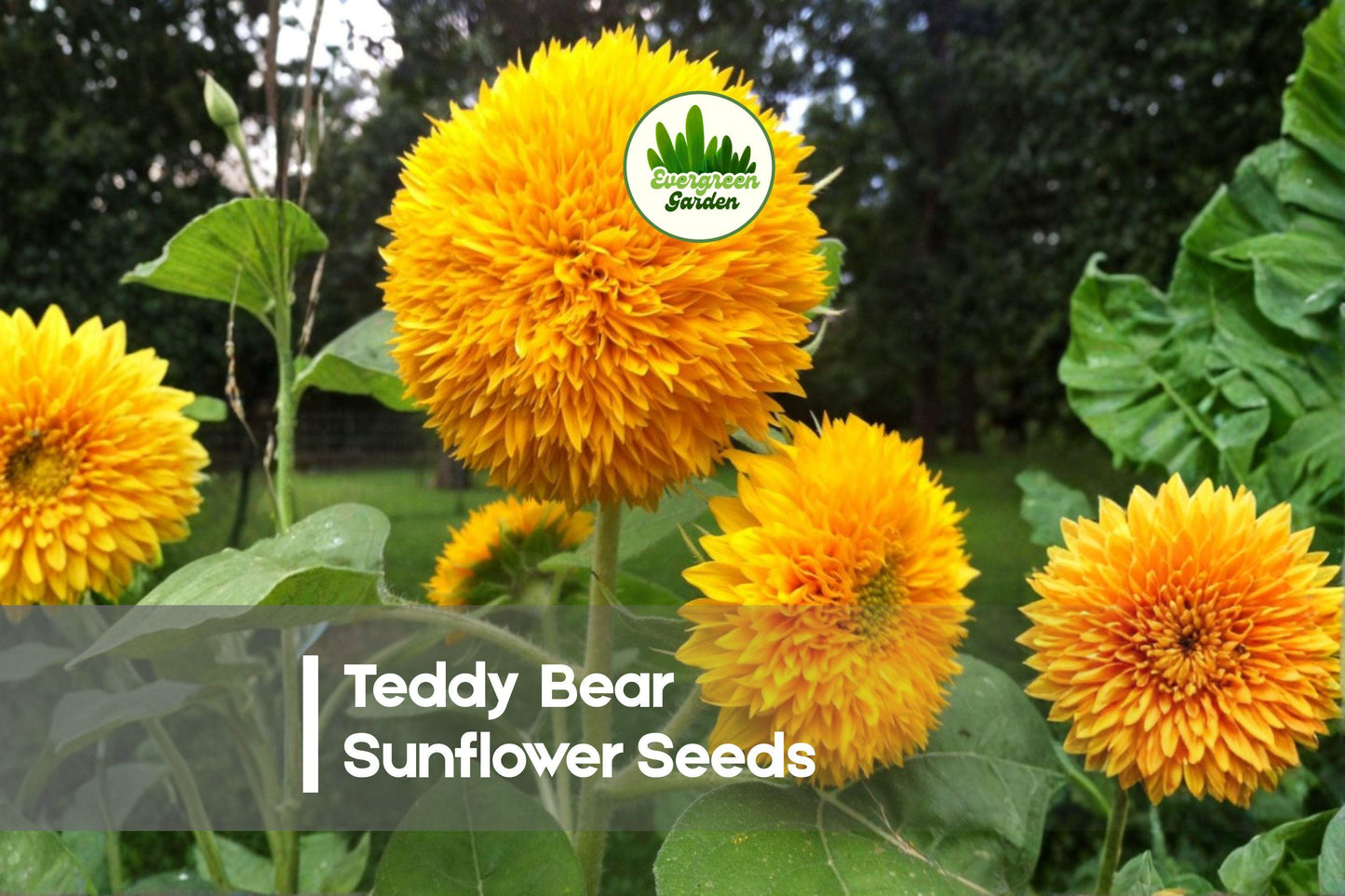 50 Teddy Bear Sunflower Seeds | Dwarf Helianthus annuus | Pom-Pom Blooms for Containers & Gardens