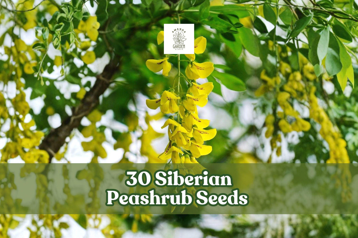 30 Siberian Peashrub Seeds | Caragana arborescens | Hardy Flowering Shrub with Yellow Blooms for Landscaping