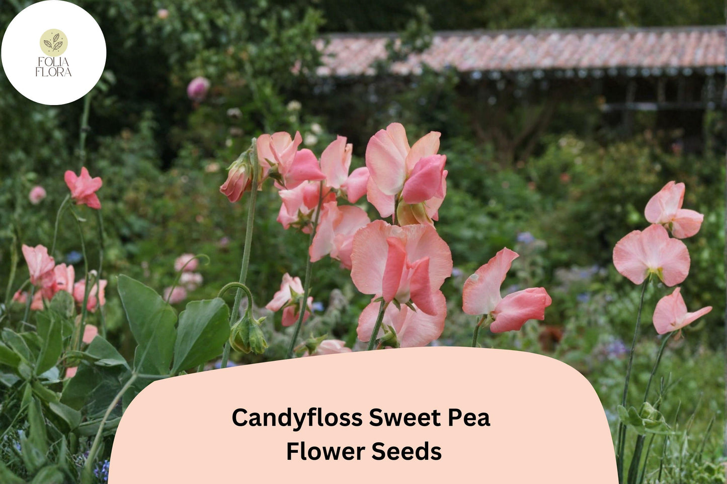 Candyfloss Sweet Pea Seeds | Pink Climbing Flower Vine | Lathyrus odoratus | Ornamental Garden Seeds (50+ Seeds)