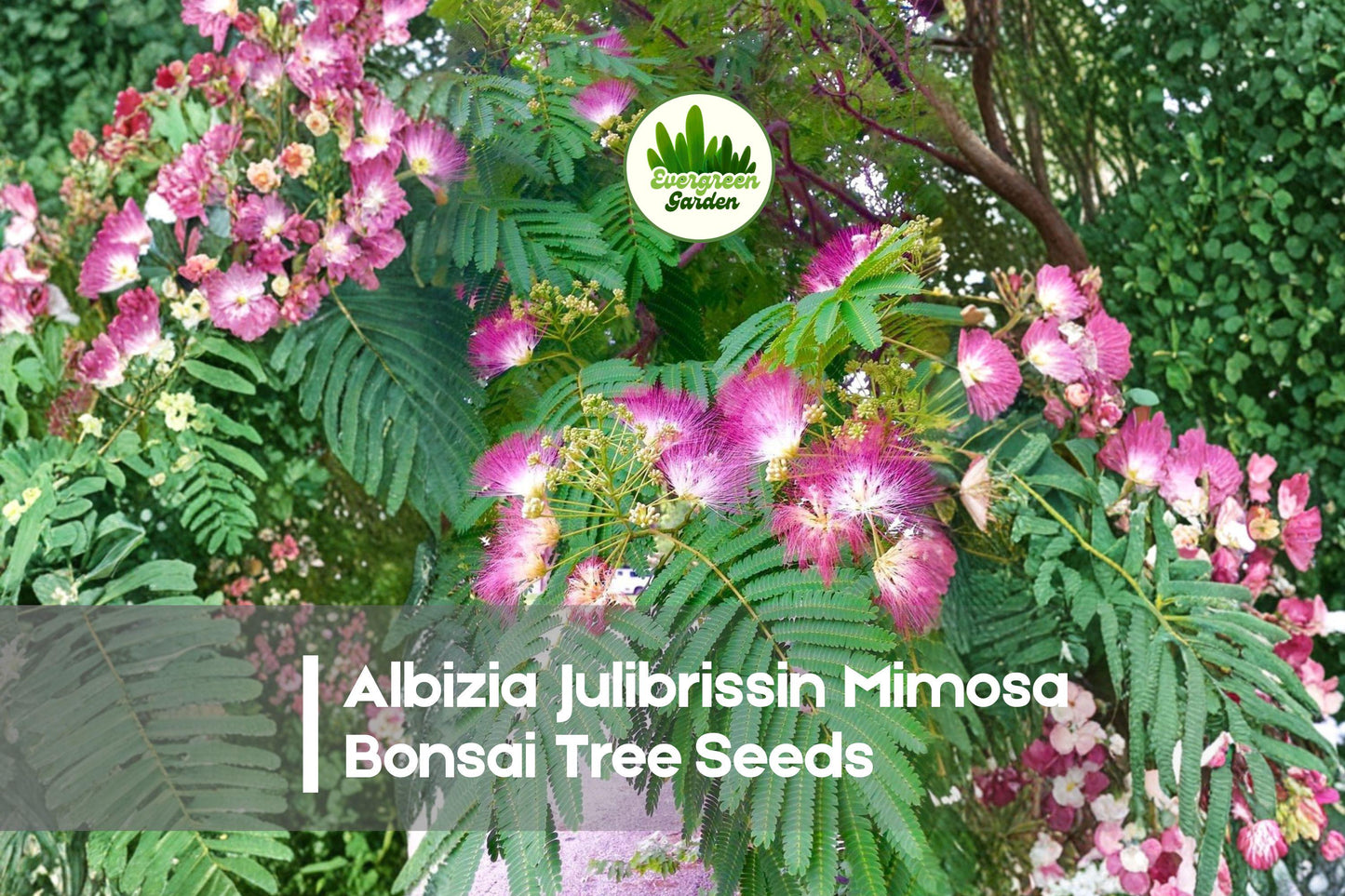 Albizia Julibrissin Bonsai Tree Seeds - Pink Silk Flowers, Fern-Like Foliage, Ornamental Tree, 20 Pack