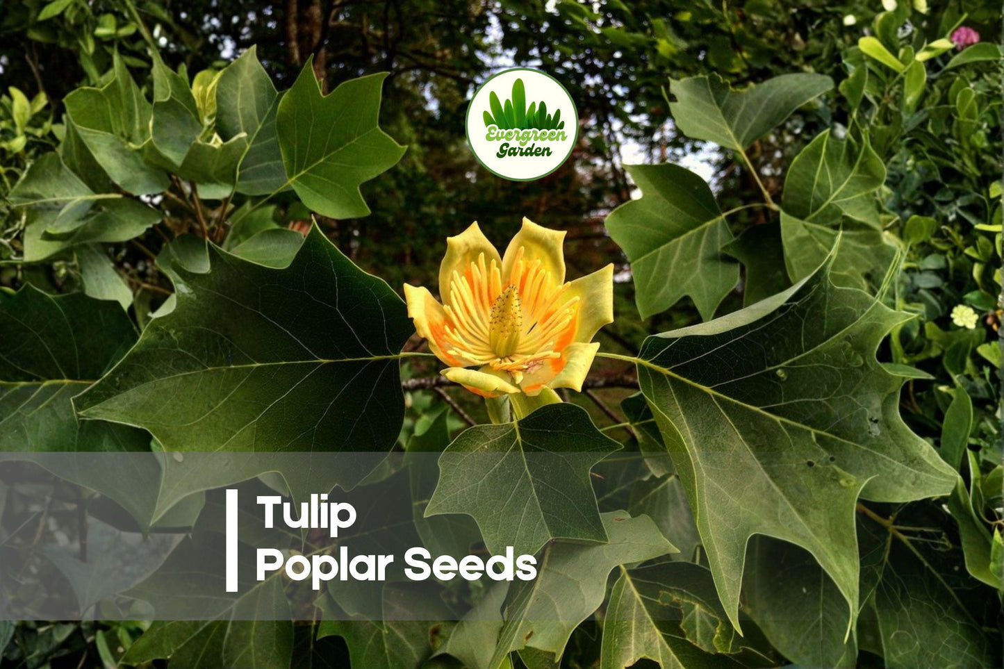 25 Tulip Poplar Seeds - Fast-Growing Shade Tree with Tulip-Shaped Flowers Liriodendron tulipifera