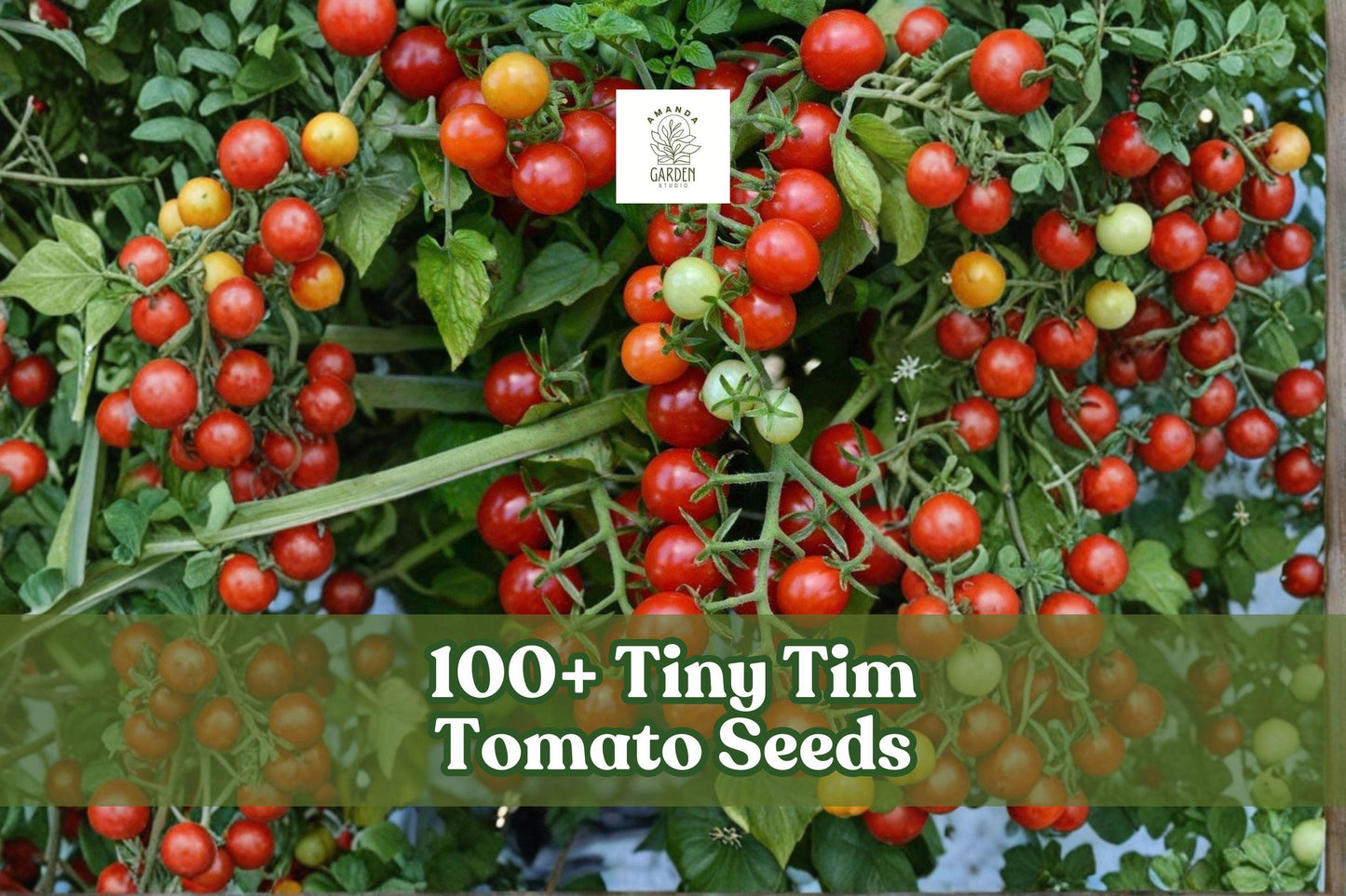Tiny Tim Tomato Seeds – Dwarf Heirloom Solanum lycopersicum ‘Tiny Tim’ for Patio & Container Gardening, 100+ Seeds