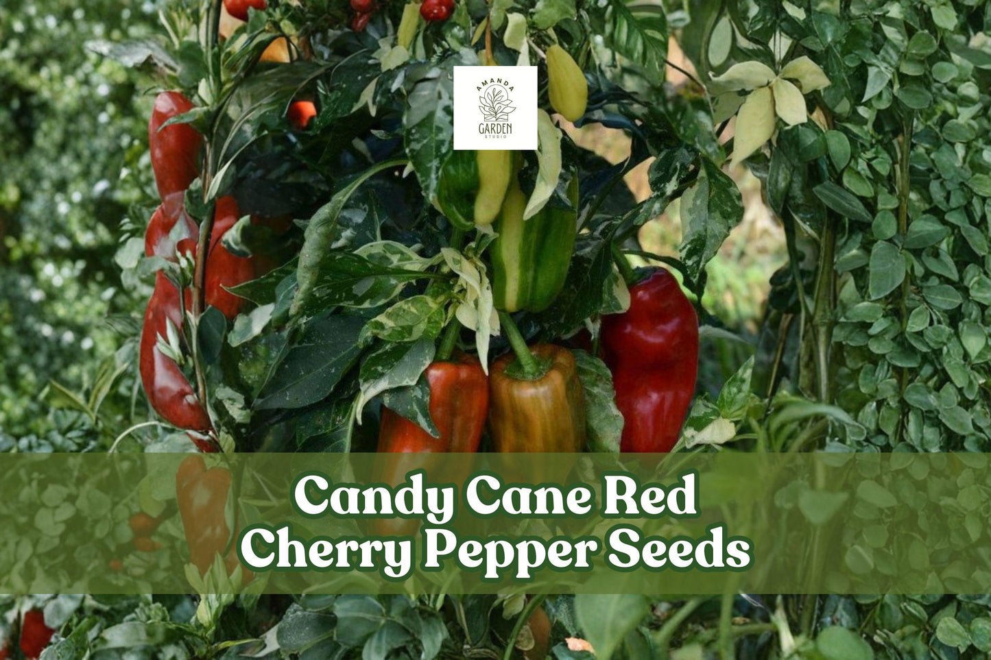 Candy Cane Red Cherry Pepper Seeds, Striped Sweet Capsicum annuum for Garden, Container, Patio Planting