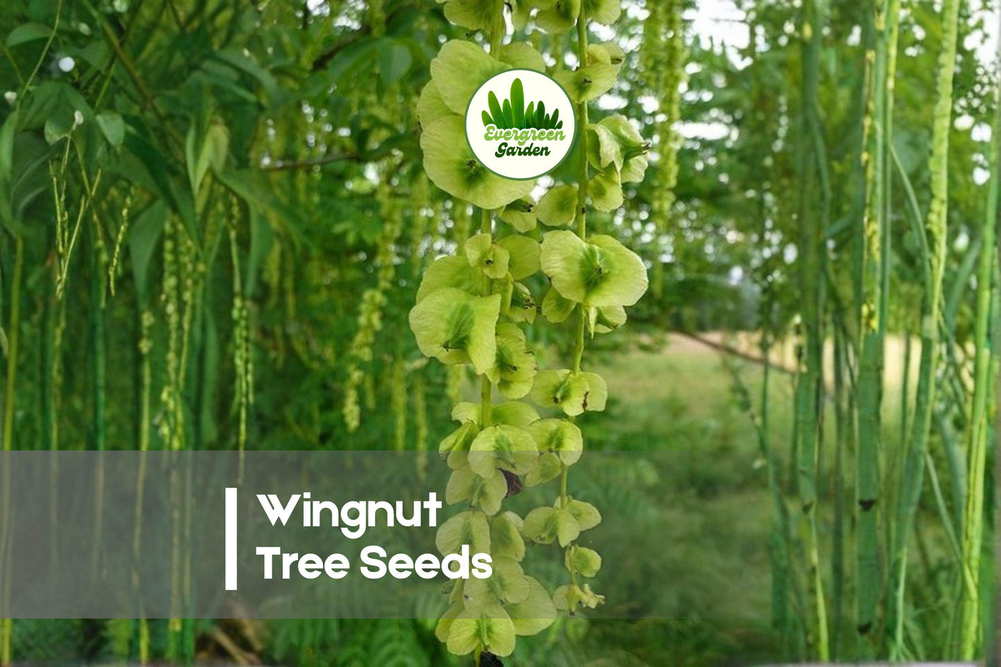 Wingnut Tree Seeds | 10 Pterocarya fraxinifolia | Ornamental Shade Tree with Large Foliage & Drooping Seed Clusters
