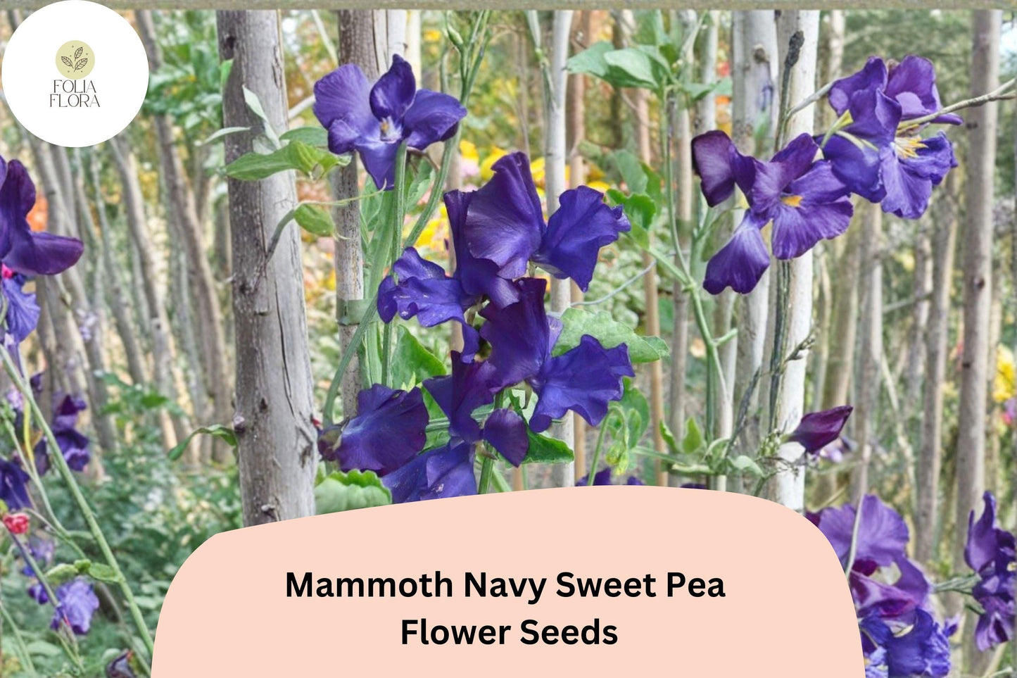 Mammoth Navy Sweet Pea Seeds | Climbing Flower Vine | Lathyrus odoratus | Ornamental Garden Seeds