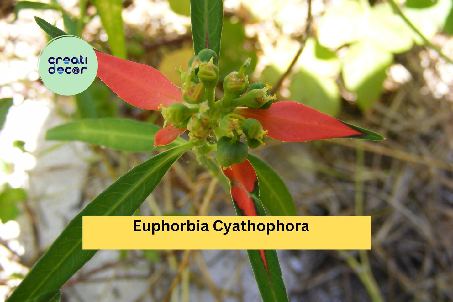 Euphorbia cyathophora Seeds – Wild Poinsettia Fire-on-the-Mountain Annual for Pollinator Gardens & Containers, 10 Seeds
