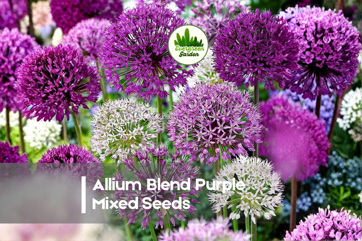 Allium Purple Blend Bulbs - Ornamental Onion Seeds for Garden Borders, Landscaping & Pollinator Gardens