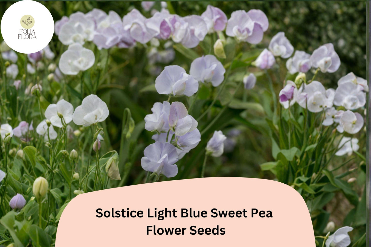 Solstice Light Blue Sweet Pea Seeds | Fragrant Climbing Vine | Lathyrus odoratus | Ornamental Garden Seeds