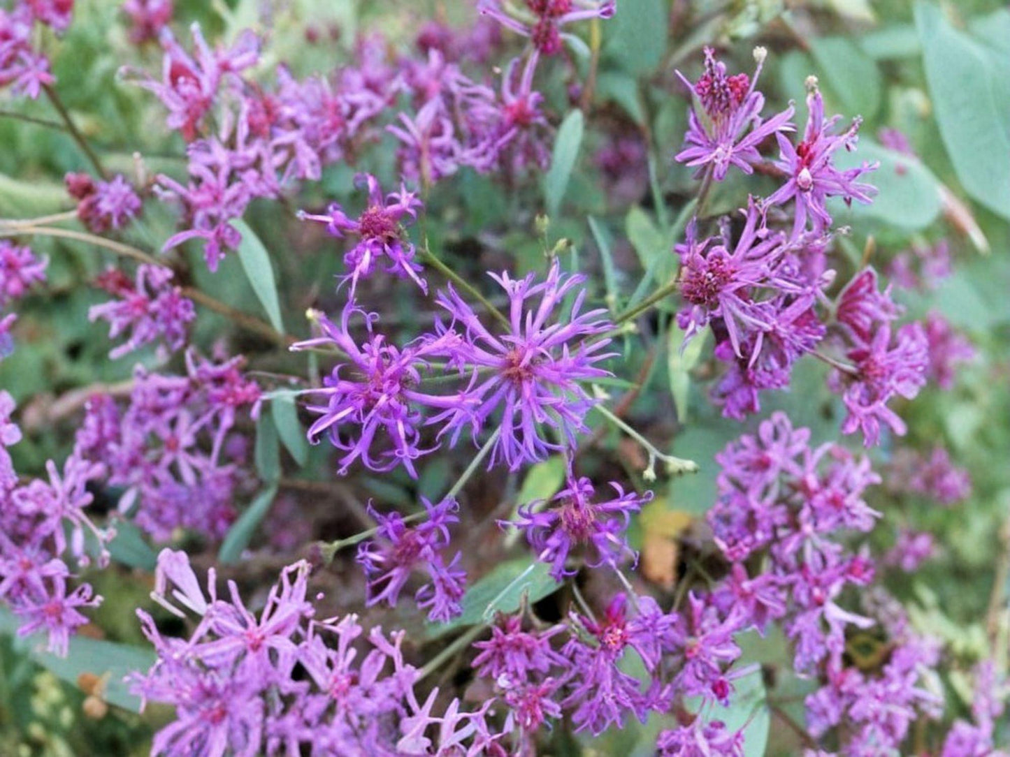 Vernonia angustifolia Tall Ironweed Seeds | Native Perennial Wildflower for Pollinator Gardens | Deep Purple Blooms