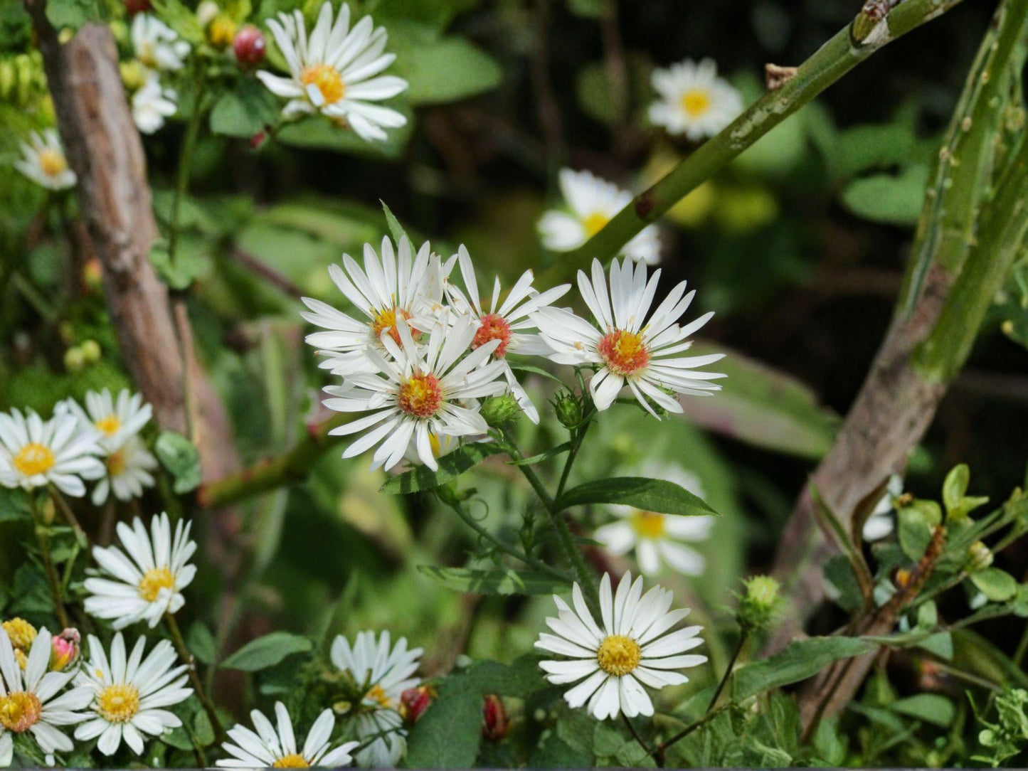 Symphyotrichum pilosus Heath Aster Seeds – Native Perennial Wildflower for Pollinator Gardens, Drought Tolerant, Fall Bloom