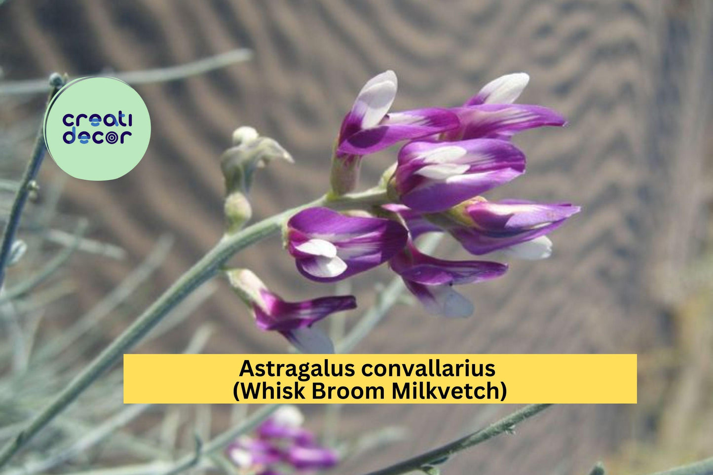 Astragalus convallarius Seeds – 15 Native Drought-Tolerant Perennial Legume for Dry Slopes & Meadows