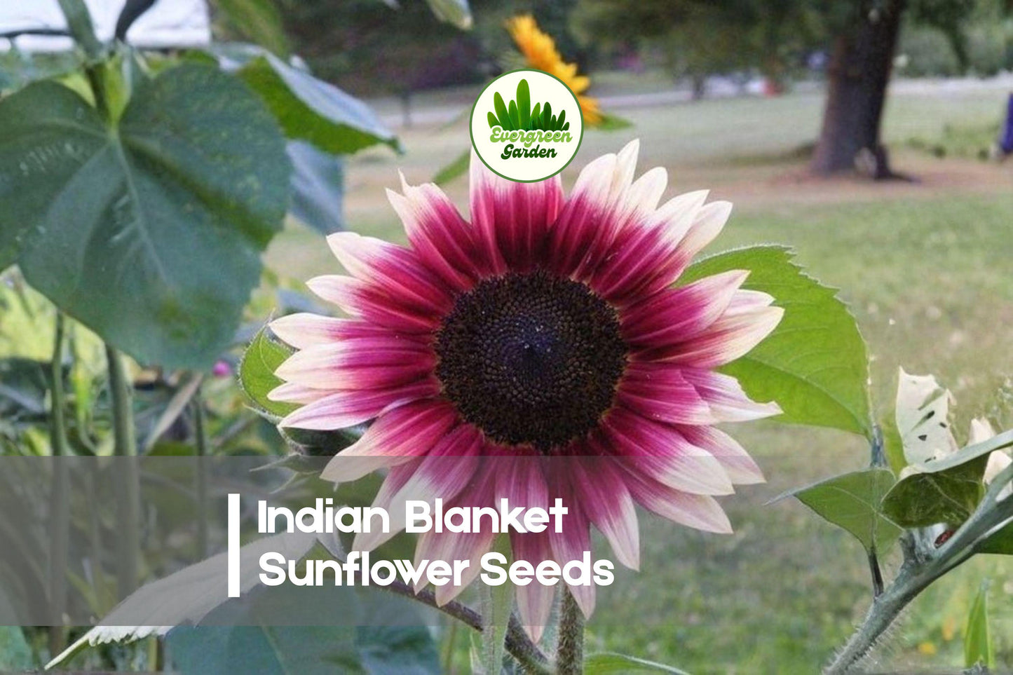 25 Indian Blanket Sunflower Seeds - Gaillardia pulchella, Vibrant Red and Yellow Bicolor Annual for Pollinator Gardens, Borders, Wildflower Beds