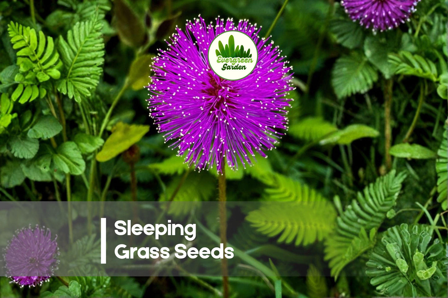 Sleeping Grass Seeds Pack – Mimosa pudica, Touch-Responsive, Pink Blooms, Indoor & Garden Decorative Plant