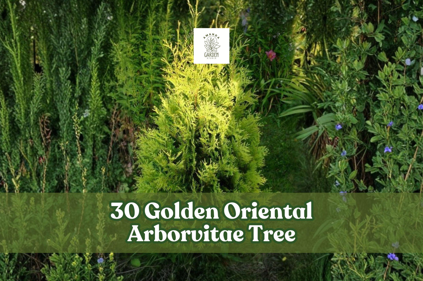 Golden Oriental Arborvitae Seeds | Platycladus orientalis ‘Aurea’ | Evergreen Ornamental Conifer for Hedges & Landscaping