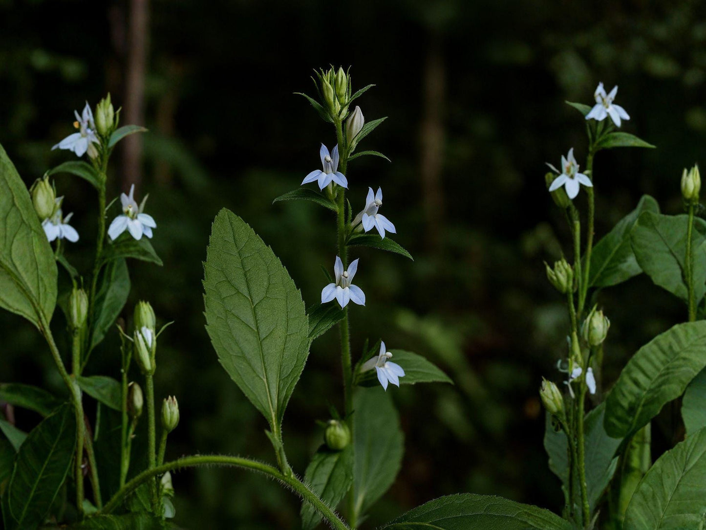 Lobelia inflata Indian Tobacco Seeds | Native Wildflower for Meadow & Woodland Gardens | Supports Pollinators