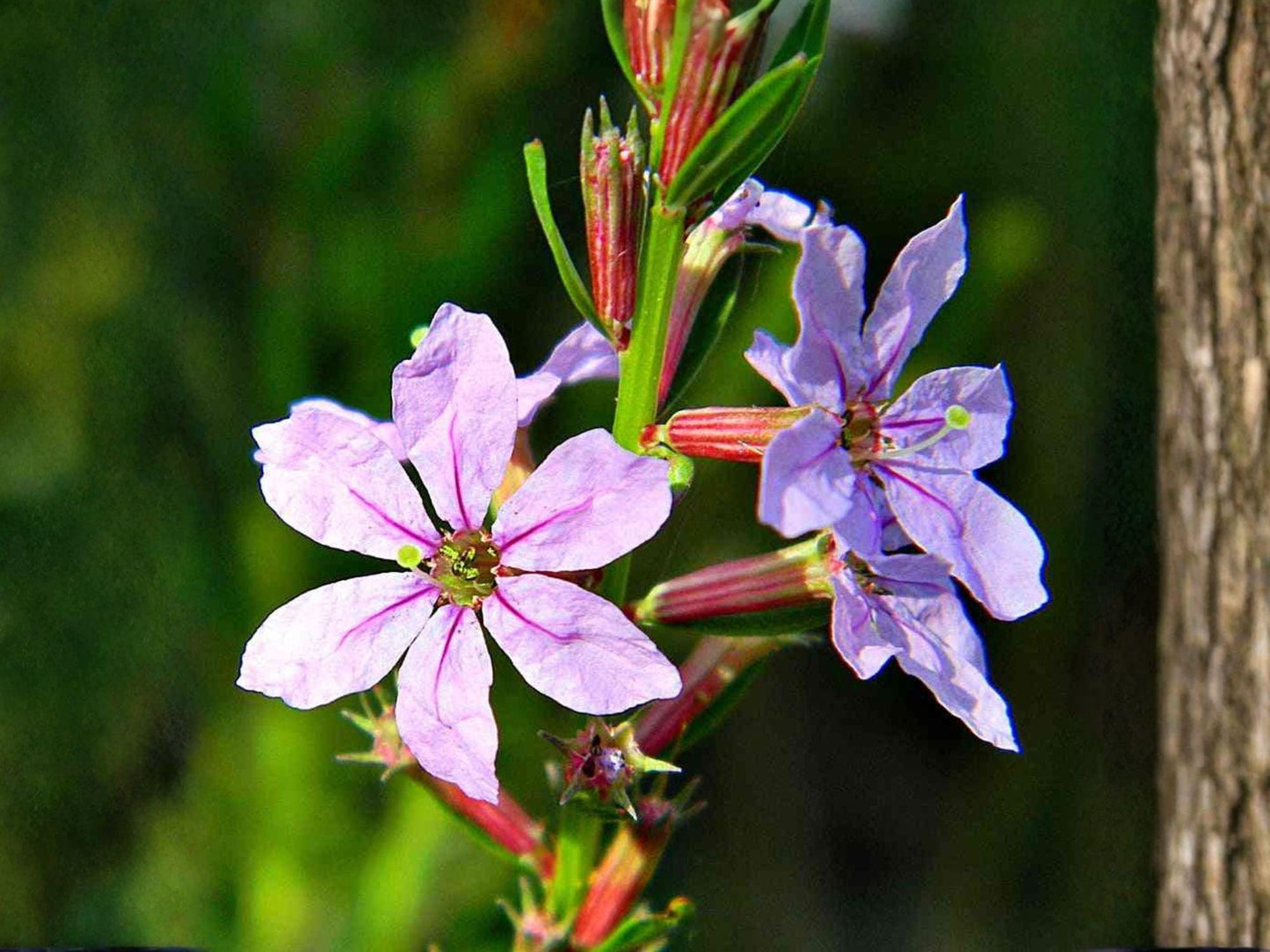 Lythrum alatum Seeds – Winged Loosestrife Native Wildflower for Wetlands & Pollinator Gardens, 3000 Seeds