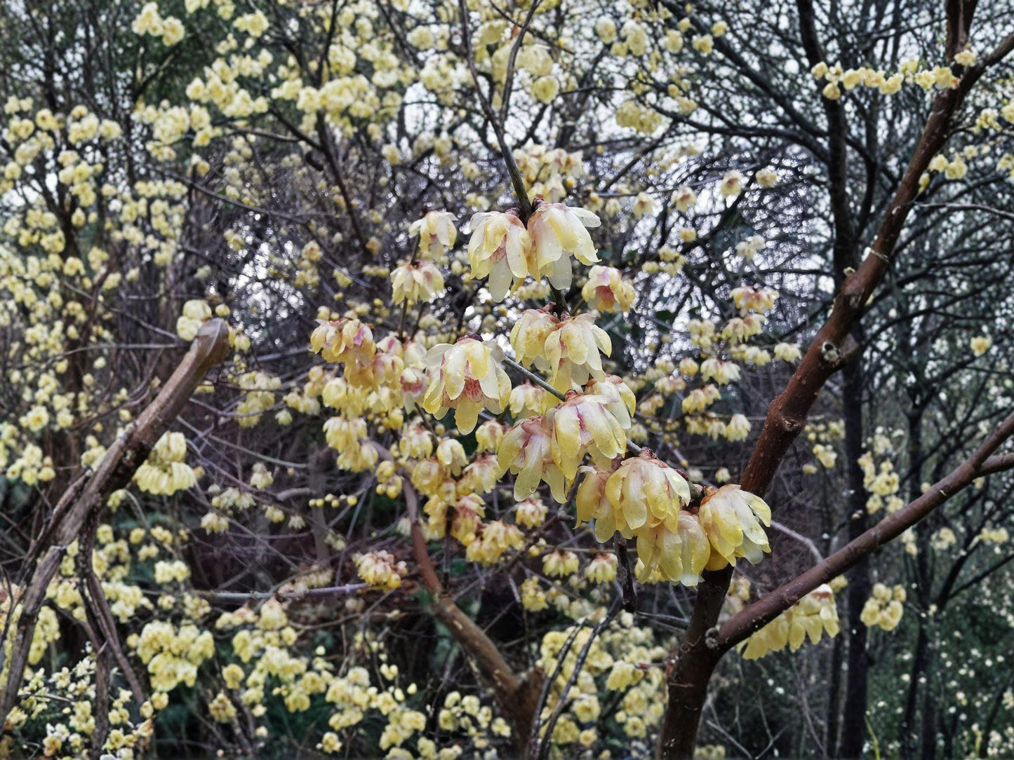 Chimonanthus praecox Wintersweet Seeds – Fragrant Winter Flowering Shrub, Pale Yellow Flowers, Deciduous Garden Plant