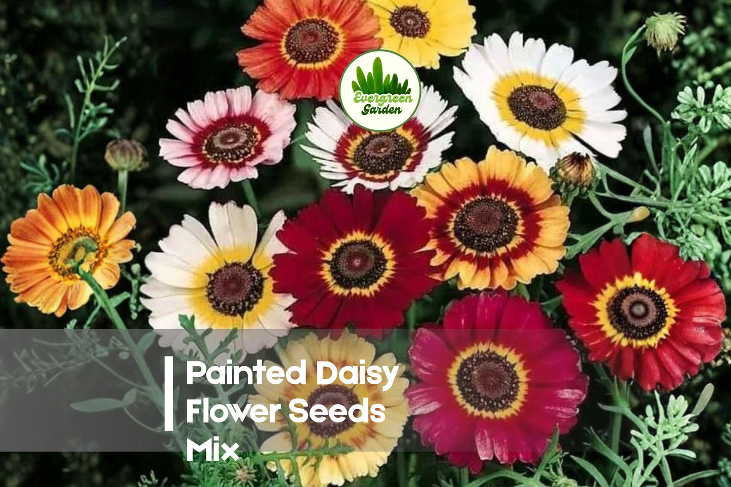 Painted Daisy Flower Seeds Mix - 100 Vibrant Tanacetum coccineum Seeds for Borders, Cut Flowers & Pollinator Gardens