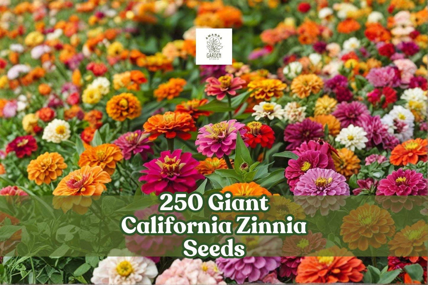 250 Giant California Zinnia Seeds – Zinnia elegans, Large Colorful Annual Flowers for Garden Beds & Borders