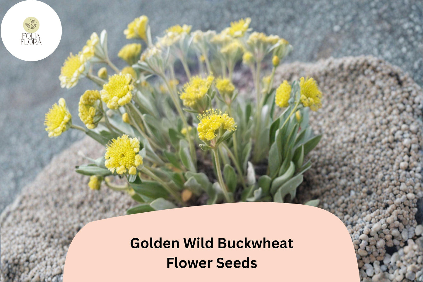 Eriogonum flavum Seeds | Native Golden Wild Buckwheat Herbaceous Perennial for Drought-Tolerant Gardens