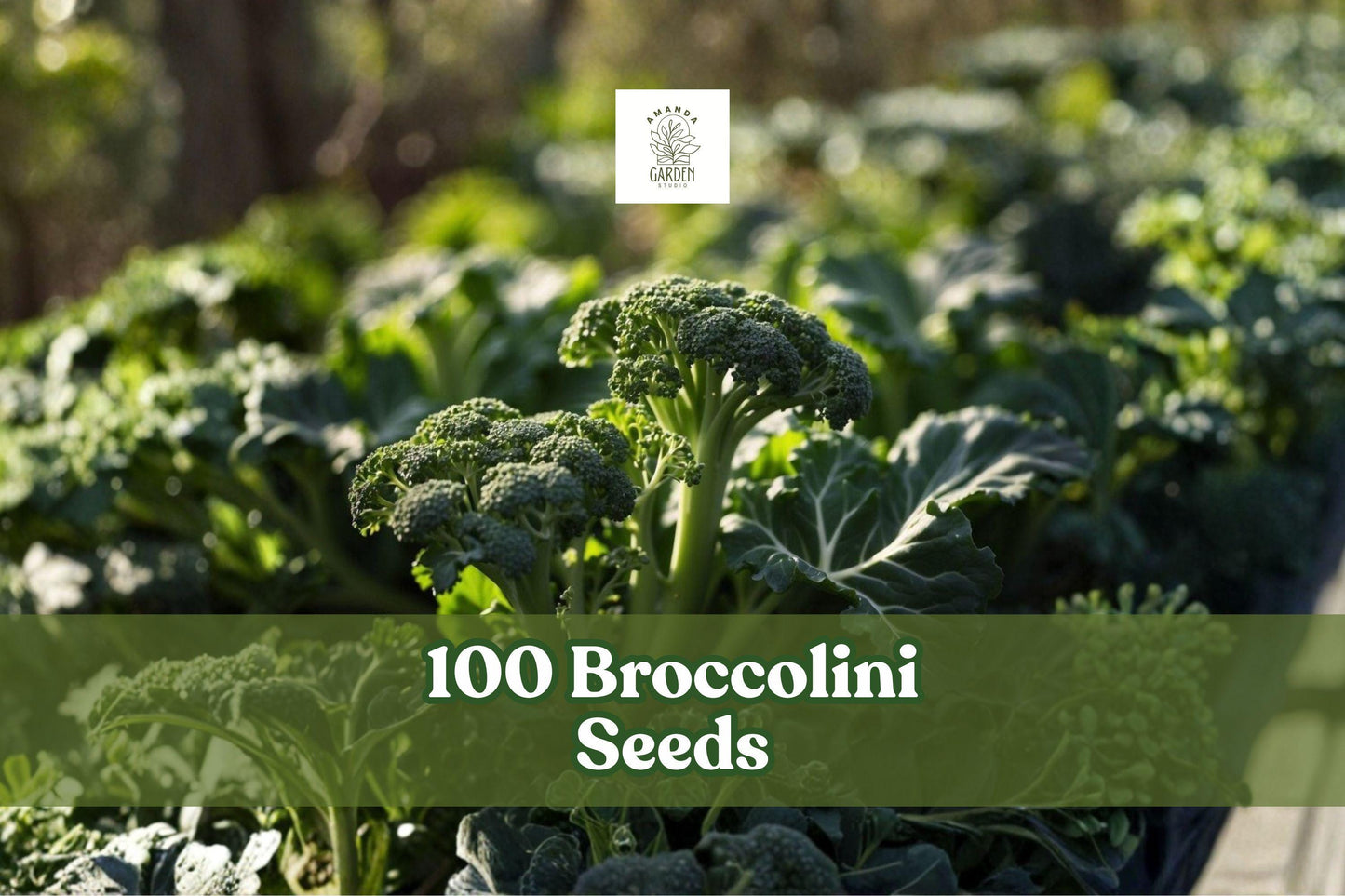 Broccolini Seeds 100 Pack | Brassica oleracea Hybrid | Tender Green Vegetable for Home Gardens & Containers