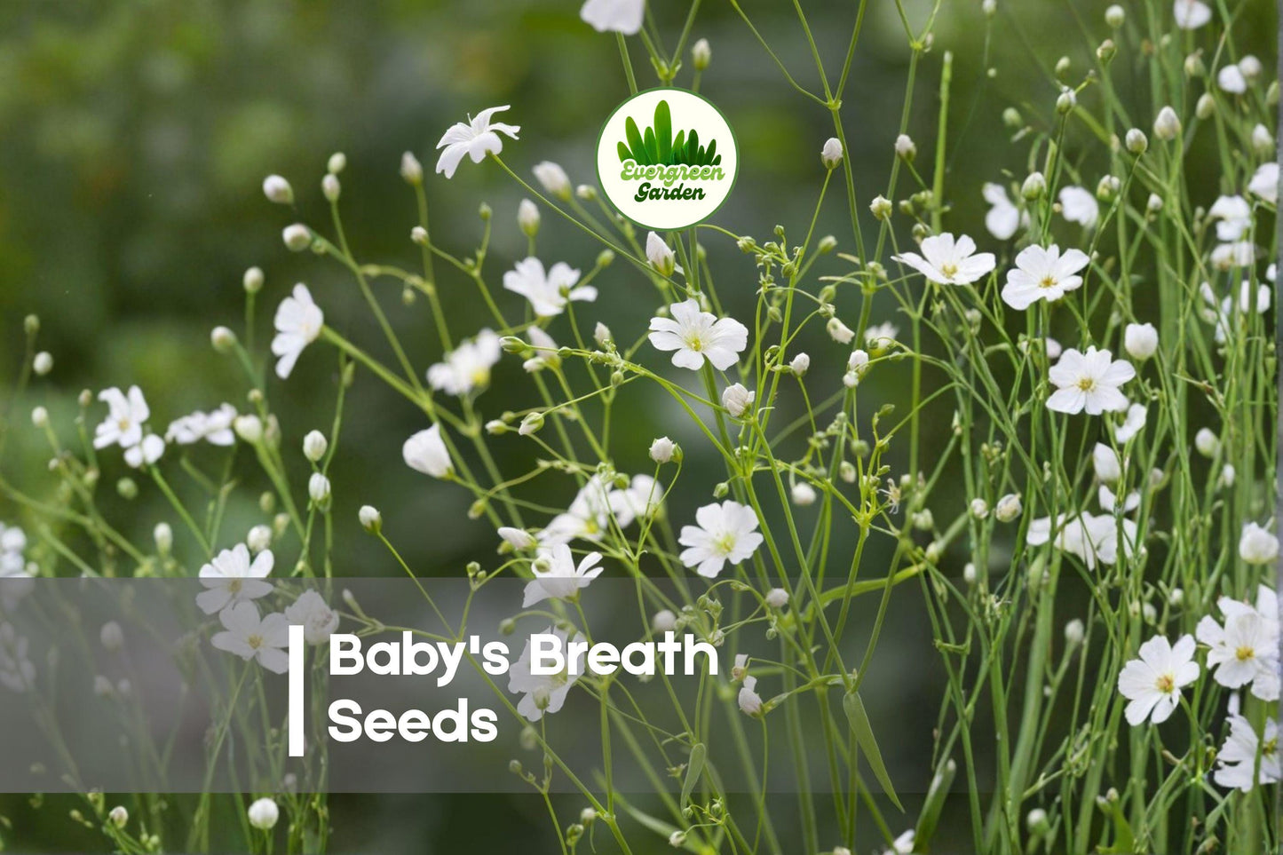 Baby's Breath Seeds 5,000 Gypsophila elegans Annual for Bouquets, Borders, Cottage Gardens, Airy White Flowers