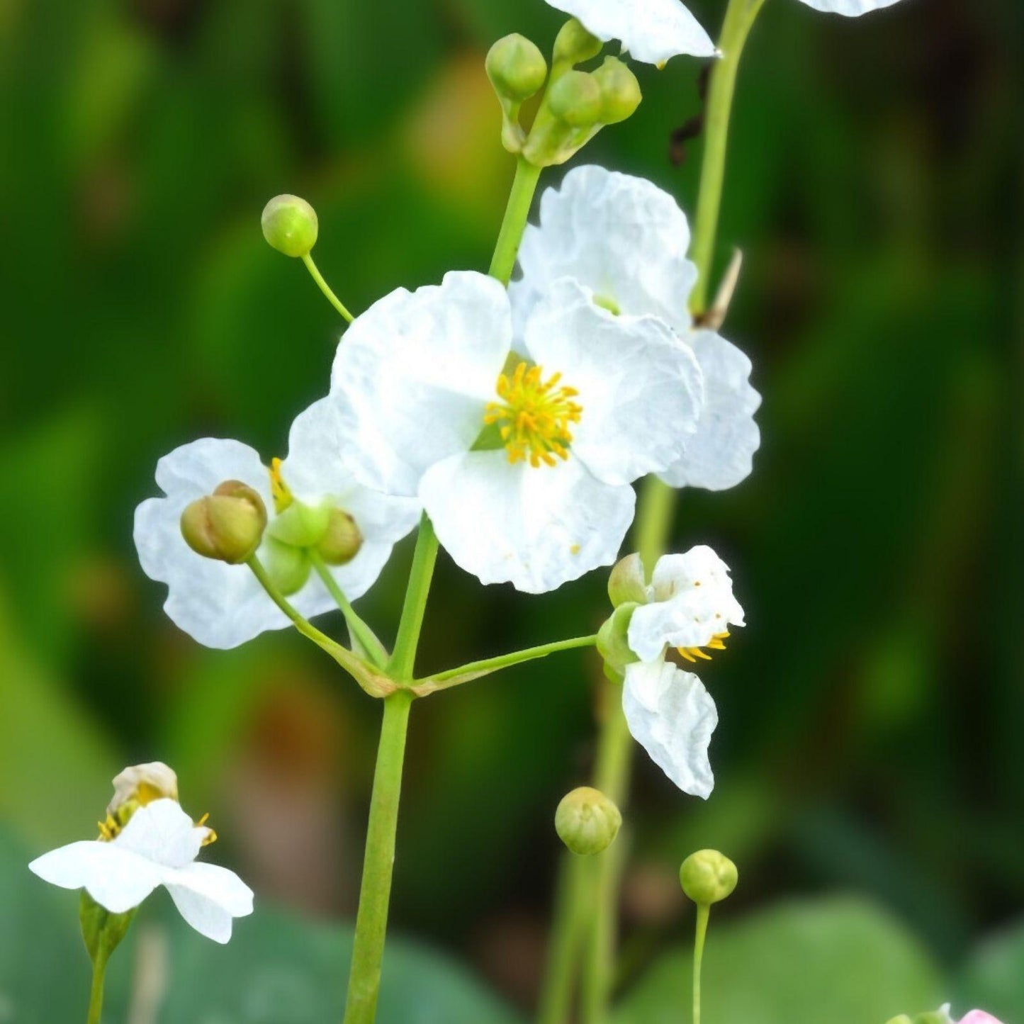 Common Arrowhead Seeds 500 | Sagittaria latifolia Native Aquatic Perennial for Ponds & Wetlands