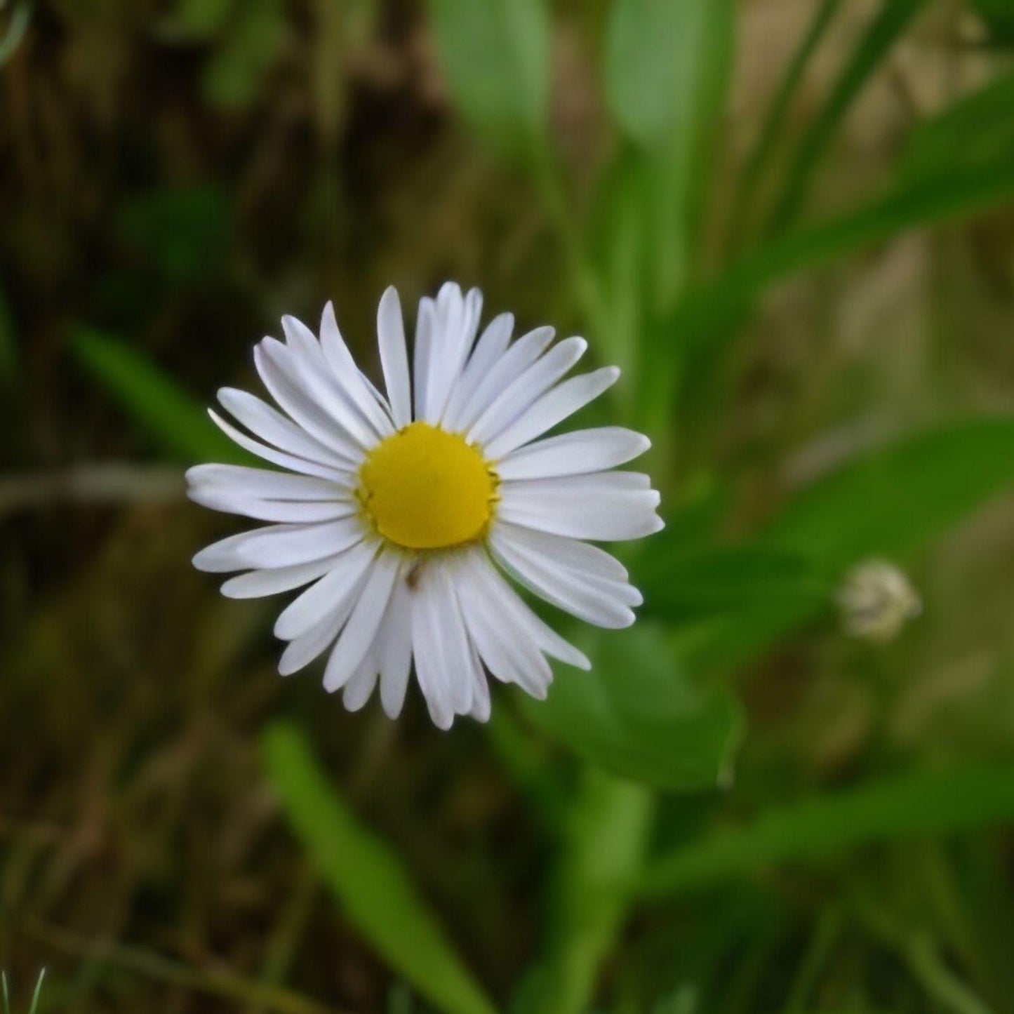 Decurrent False Aster Seeds 500 | Native Perennial Boltonia decurrens with Lavender Flowers for Pollinators
