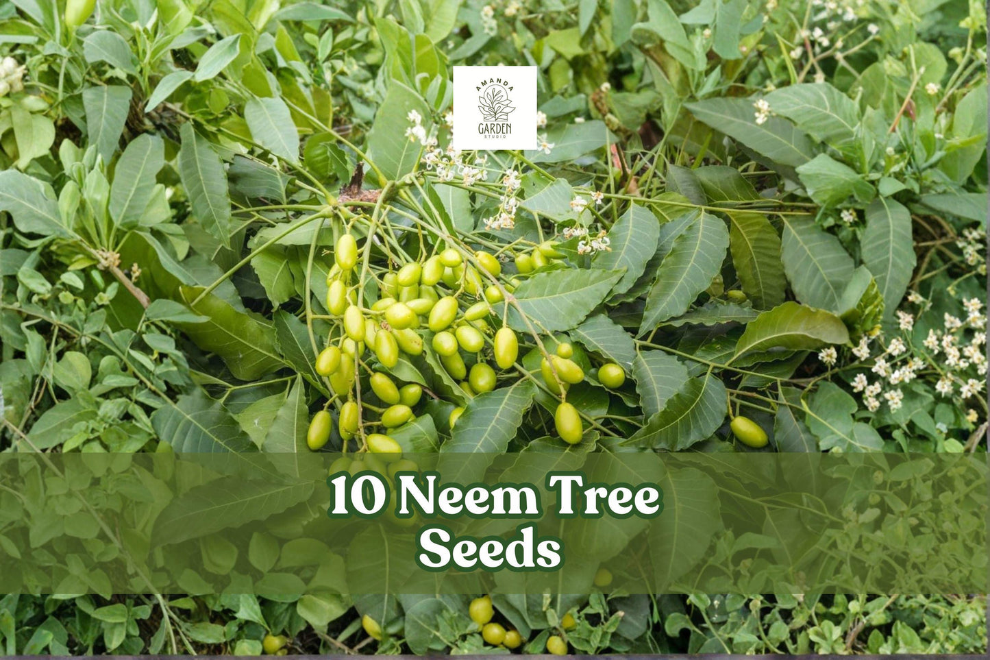 Neem Tree Seeds for Planting – Azadirachta indica, Tropical Evergreen Shade Tree, 10 Seeds for Outdoor Gardens