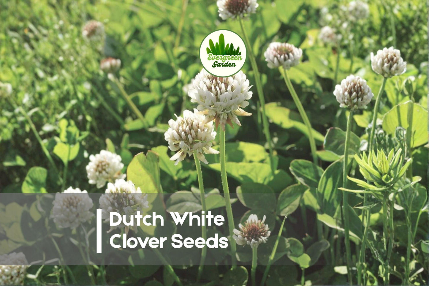 Dutch White Clover Seeds - 500 Pack, Ground Cover, Trifolium repens, Eco-Friendly Lawn and Soil Improvement