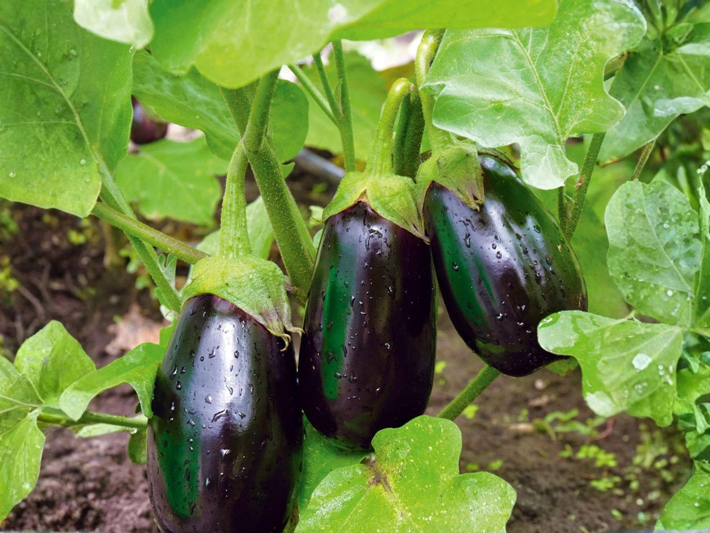 Black Beauty Eggplant Seeds – Heirloom, Large Glossy Deep Purple Fruit, Home Garden, 100 Seeds