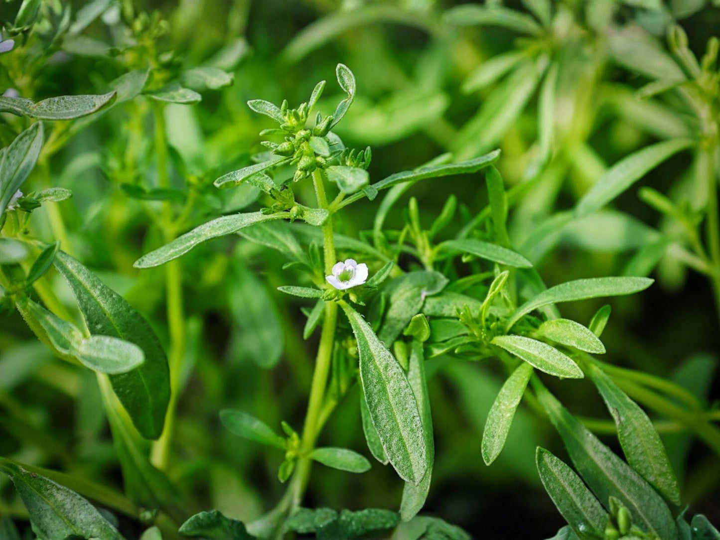 Summer Savory Herb Seeds – 500 Seeds, Peppery Flavor, Easy to Grow, Culinary Herb, Satureja hortensis