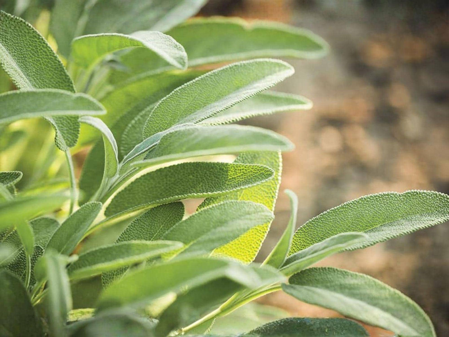 Broadleaf Sage Seeds - 30 Culinary Herb Seeds, Aromatic Perennial, Salvia officinalis, Cooking & Ornamental