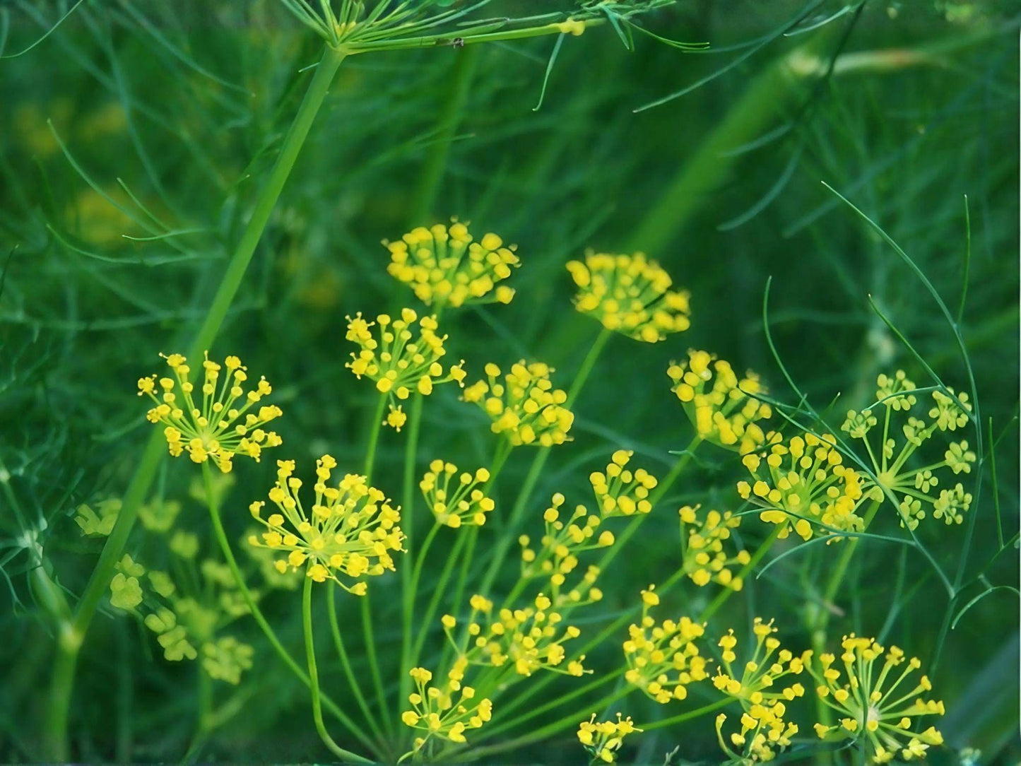 Bouquet Dill Seeds – Open-Pollinated Herb for Pickling and Cooking, 500 Seeds, Dill (Anethum graveolens)