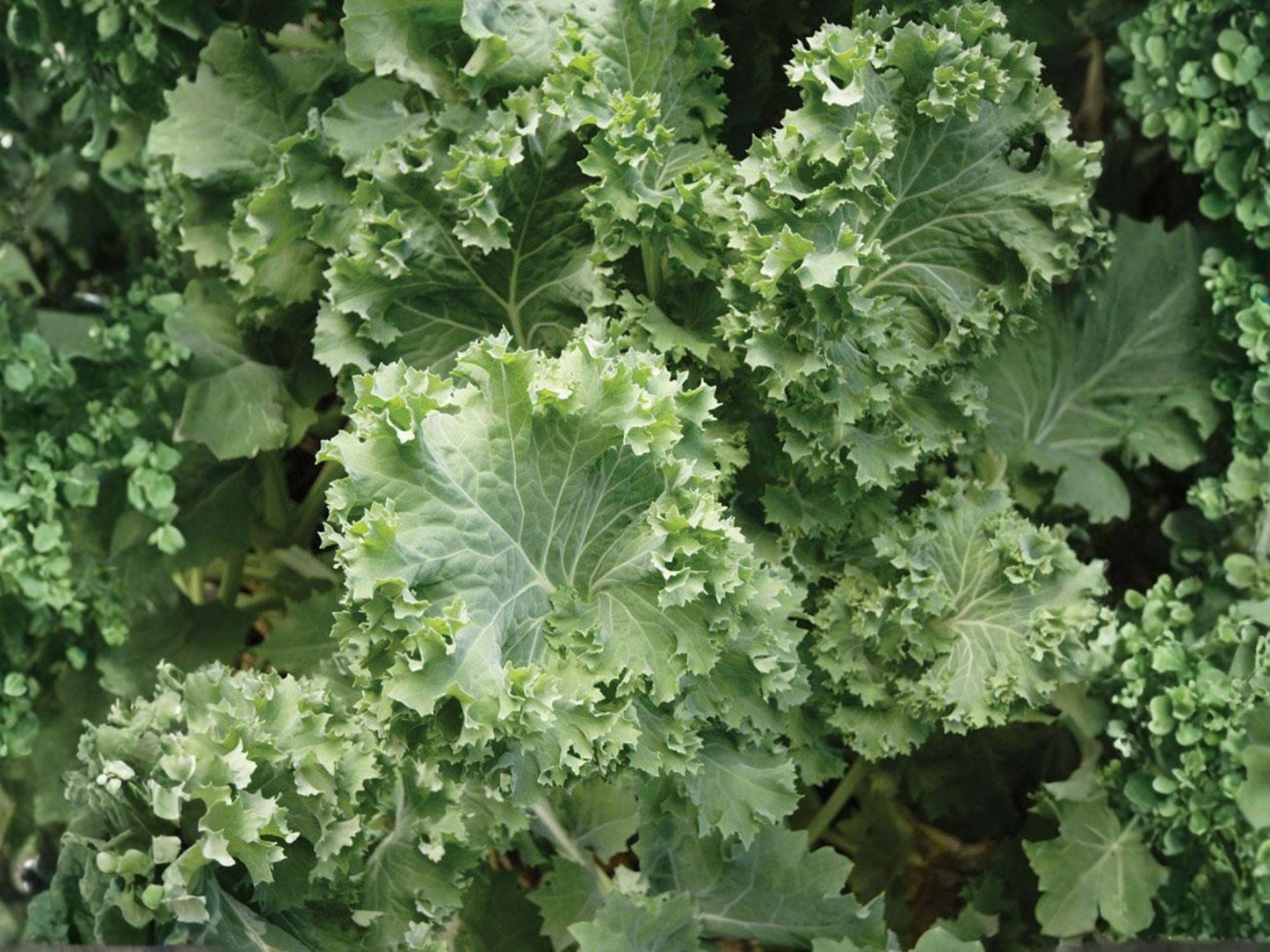 Dwarf Siberian Kale Seeds – 500 Heirloom Cold Hardy Greens for Fall & Winter Gardens | Blue-Green Leafed Vegetables