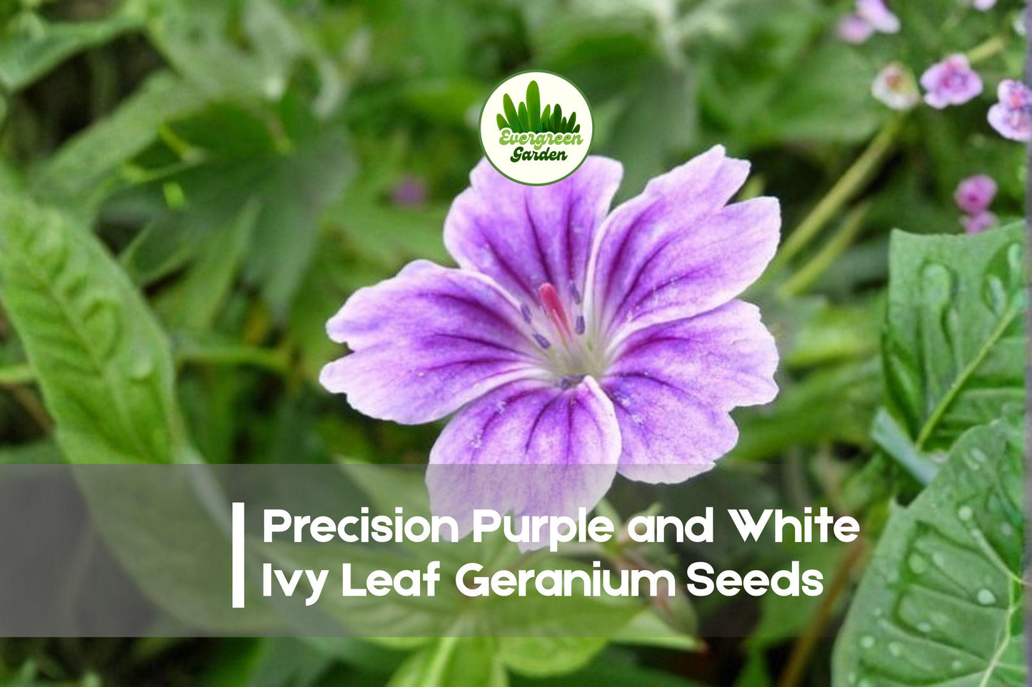 25+ Precision Purple and White Ivy Leaf Geranium Seeds, Pelargonium peltatum, Trailing Bi-Color Blooms for Hanging Baskets & Containers