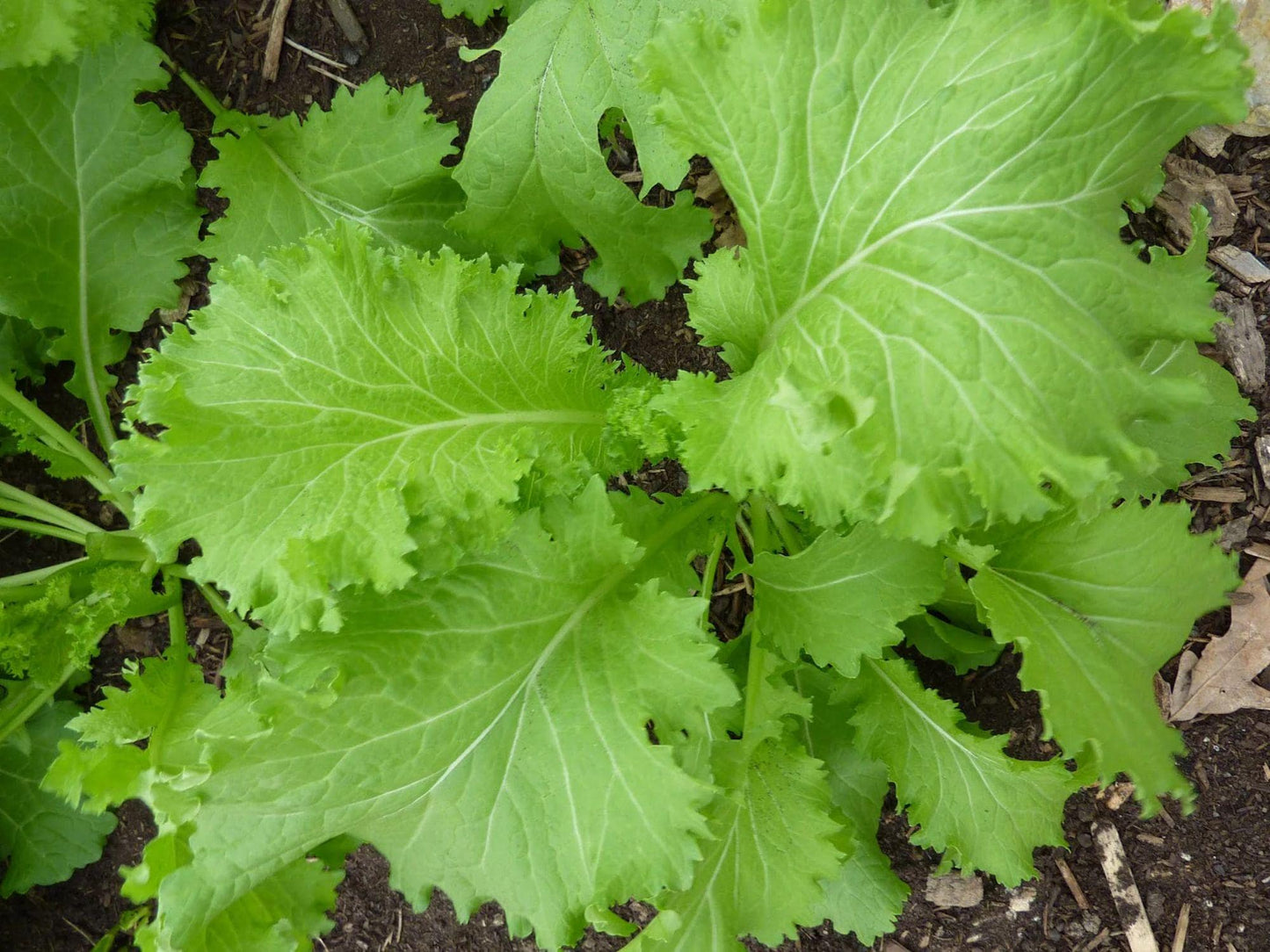Southern Giant Curled Mustard Seeds – Heirloom Greens, Leaf Vegetable, 500 Seeds, Spicy Flavor, Cool-Season Crop