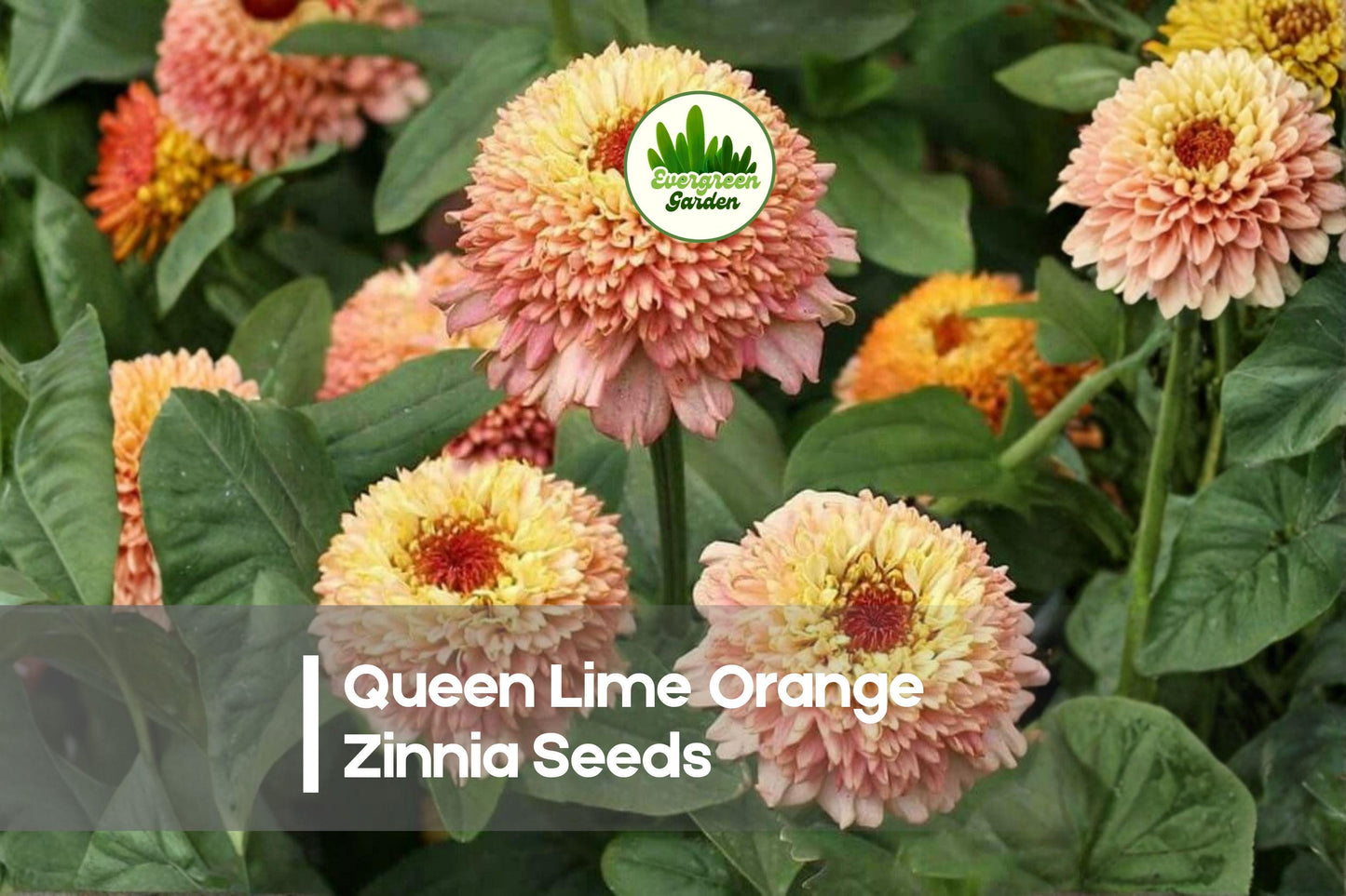 100+ Queen Lime Orange Zinnia Seeds | Bright Coral-Orange & Lime Blooms | Zinnia elegans for Gardens & Cut Flowers