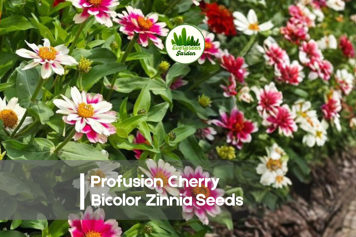 Profusion Cherry Bicolor Zinnia Seeds – Bright Red-Pink Bicolor, Compact, Heat-Tolerant Annual Flower, Zinnia × hybrida