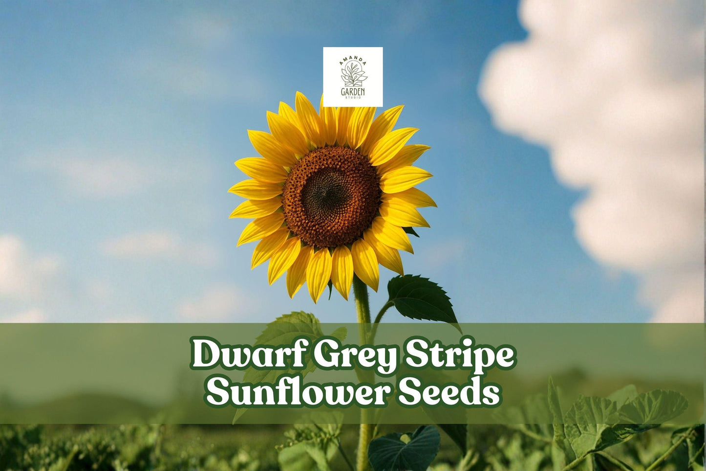 Dwarf Grey Stripe Sunflower Seeds | Compact Helianthus annuus for Gardens, Borders & Containers | Easy-to-Grow Ornamental Flowers