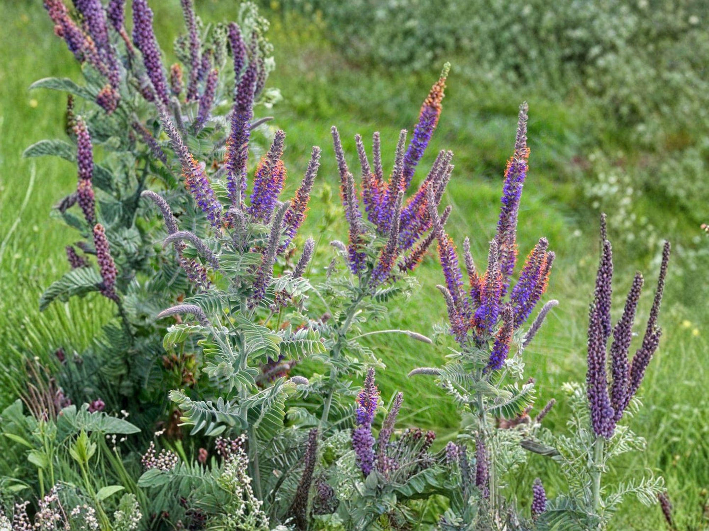 Amorpha canescens Lead Plant Seeds | Native Prairie Shrub for Pollinators & Restoration | Drought Tolerant Perennial Shrub