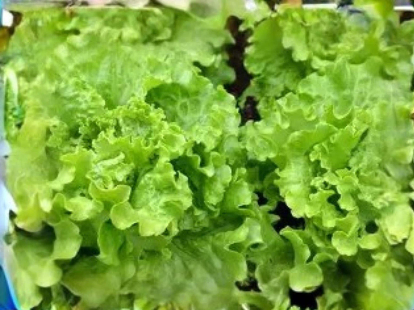 Broadleaf Batavian Endive Seeds, Escarole Type, Salad Green, Heirloom Vegetable, 1000 Seeds