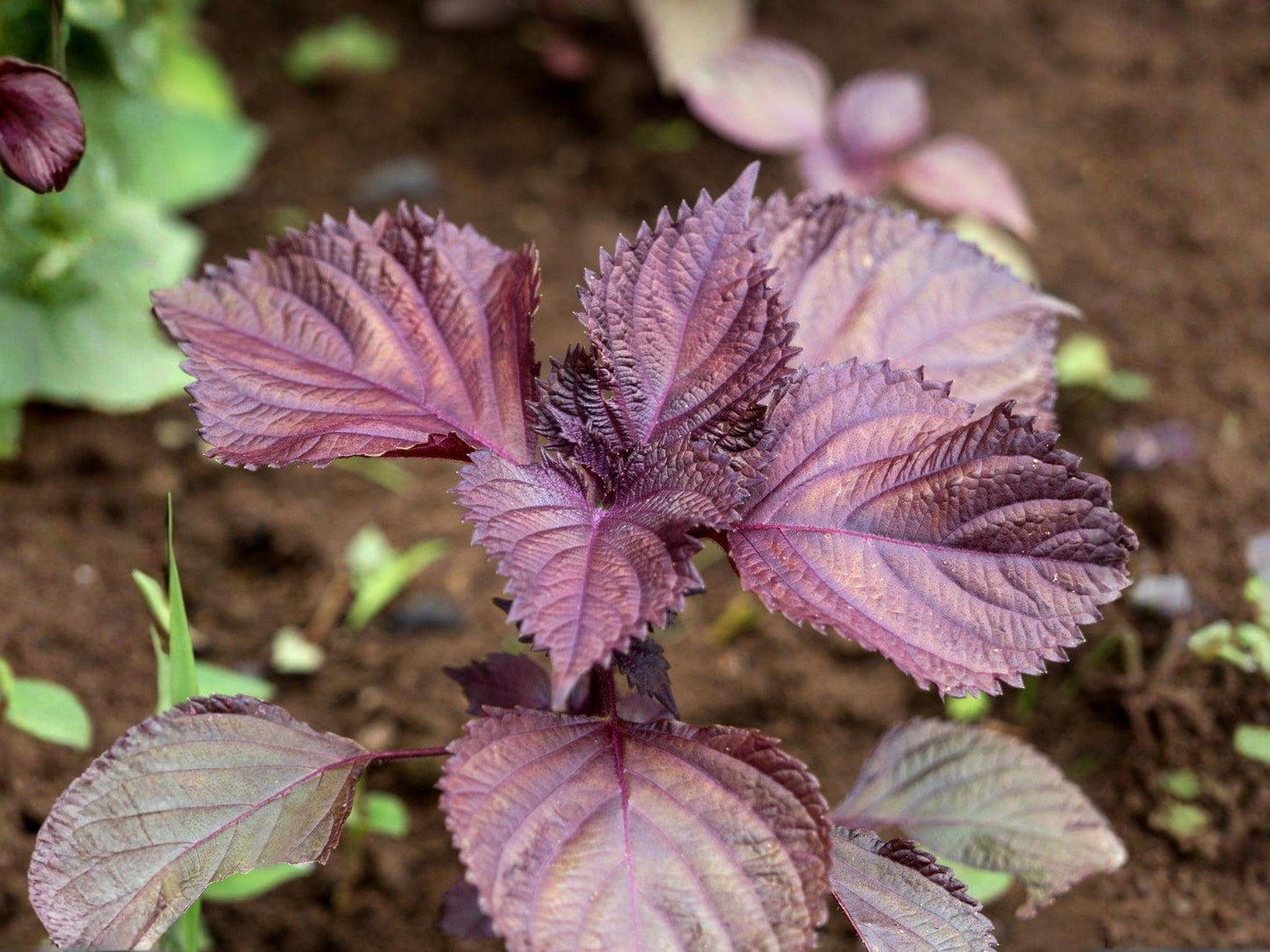 Red Shiso Seeds – Japanese Culinary Herb, Red Perilla, Aromatic Shiso for Cooking, Pickling & Natural Coloring, 100 Seeds